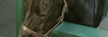 Equine Reproduction Services
